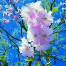 Photo NazlyM 4 